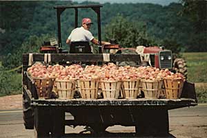 George with a load of fresh picked fruit.